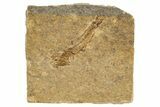 Oligocene Fossil Lanternfish (Eomyctophum) - Poland #320583-1